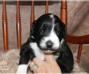 Aussiedoodle-Poodle (Standard) Mix Puppy for sale in CASTALIA, NC, USA