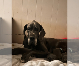 Mother of the Great Dane puppies born on 10/02/2023