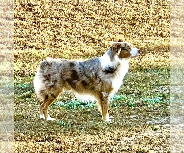 Medium Photo #1 Australian Shepherd Puppy For Sale in MOSELLE, MS, USA