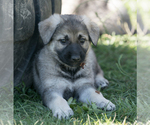 Small Photo #2 German Shepherd Dog Puppy For Sale in PALERMO, CA, USA