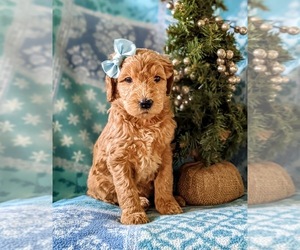 Goldendoodle Puppy for sale in CHRISTIANA, PA, USA