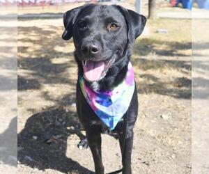 Labrador Retriever-Unknown Mix Dogs for adoption in San Antonio, TX, USA