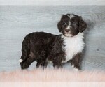 Small Photo #2 Aussiedoodle Puppy For Sale in FREDERICKSBG, OH, USA