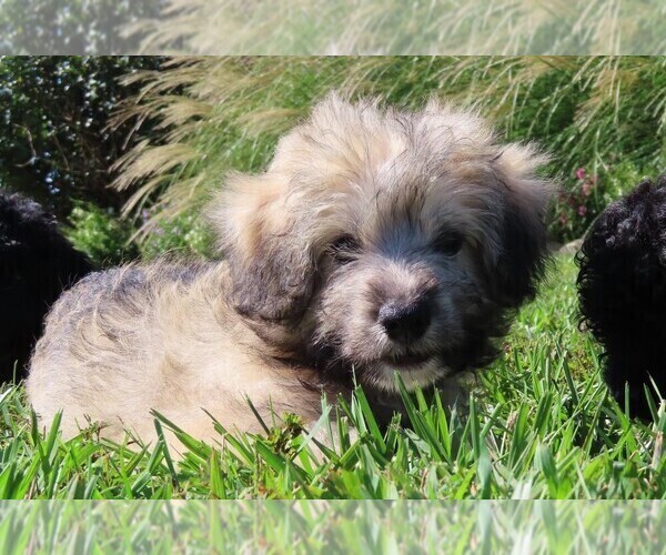 Medium Photo #6 Pookimo Puppy For Sale in MEMPHIS, MO, USA