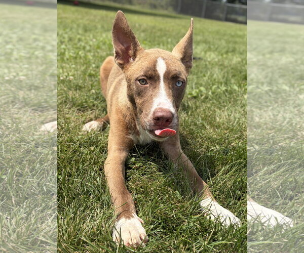 Medium Photo #2 Mutt Puppy For Sale in Jefferson, WI, USA