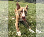 Small #1 Mutt
