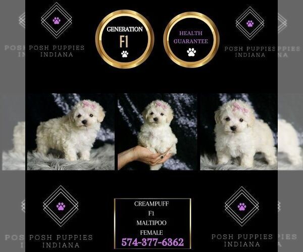 Medium Photo #112 Maltipoo Puppy For Sale in WARSAW, IN, USA