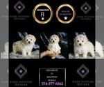 Small Photo #112 Maltipoo Puppy For Sale in WARSAW, IN, USA