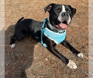 American Pit Bull Terrier-Basset Hound Mix Dogs for adoption in Princeton, MN, USA