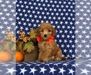 Miniature Labradoodle Puppy for sale in NOTTINGHAM, PA, USA
