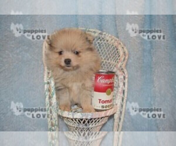 Medium Photo #11 Pomeranian Puppy For Sale in SANGER, TX, USA