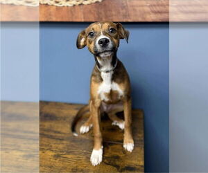 Beagle-Staffordshire Bull Terrier Mix Dogs for adoption in Lakewood, CO, USA