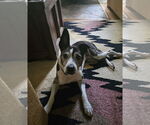 Small Photo #1 Mutt Puppy For Sale in Thomasville, NC, USA