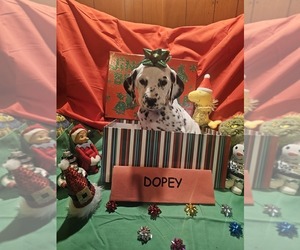 Dalmatian Puppy for sale in FRANKLIN, KY, USA