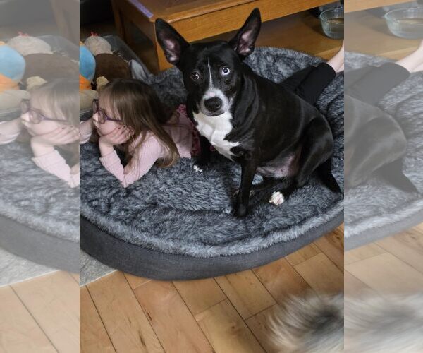 Medium Photo #2 Mutt Puppy For Sale in Shelburne, VT, USA