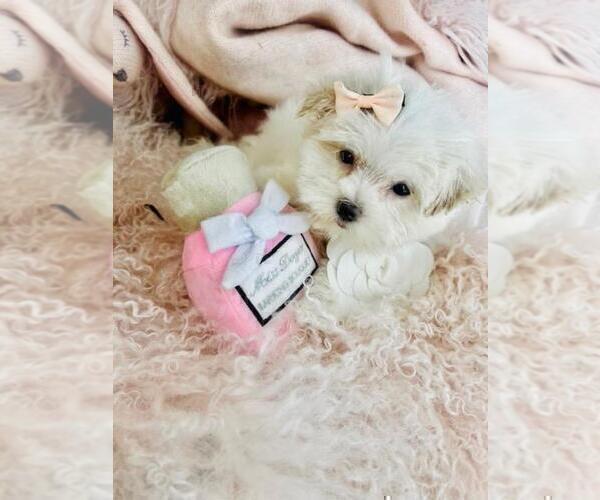 Medium Photo #10 Maltese Puppy For Sale in BOSTON, MA, USA