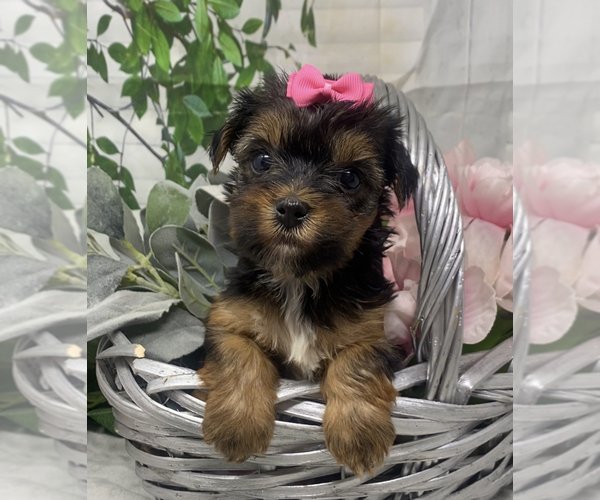 Medium Photo #3 Shorkie Tzu Puppy For Sale in SELLERSBURG, IN, USA