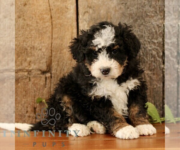 Medium Photo #3 Bernedoodle (Miniature) Puppy For Sale in NARVON, PA, USA