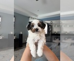 Small #5 Yorkshire Terrier