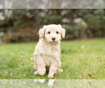 Small Photo #4 Schnoodle (Miniature) Puppy For Sale in WARSAW, IN, USA