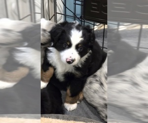 Miniature Australian Shepherd Puppy for sale in WADESBORO, NC, USA