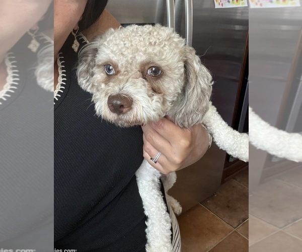 Medium Photo #1 Maltipoo (Toy) Puppy For Sale in CARLSBAD, CA, USA