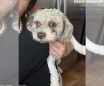 Small Photo #1 Maltipoo (Toy) Puppy For Sale in CARLSBAD, CA, USA