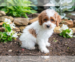 Puppy Kipper Poodle (Miniature)