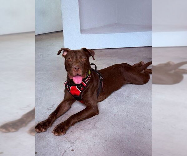 Medium Photo #1 American Pit Bull Terrier-Unknown Mix Puppy For Sale in Oakhurst, NJ, USA