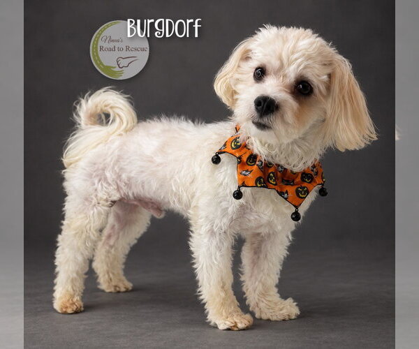 Medium Photo #3 Maltese Puppy For Sale in Benton, LA, USA
