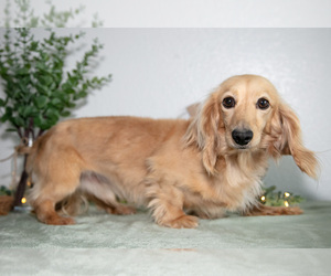 Father of the Dachshund puppies born on 02/05/2026