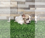 Small Photo #15 French Bulldog Puppy For Sale in CARY, NC, USA
