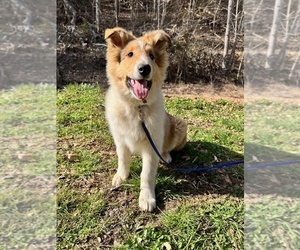 Collie Puppy for sale in KINGSPORT, TN, USA