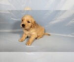 Small #8 Golden Retriever