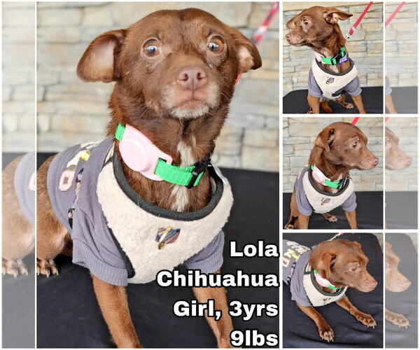Medium Photo #1 Chihuahua Puppy For Sale in Seattle, WA, USA