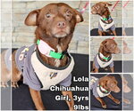 Lola from Mexico - Female Chihuahua Dog for Adoption - Small photo