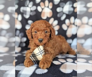 Poodle (Miniature) Puppy for sale in PEACH BOTTOM, PA, USA