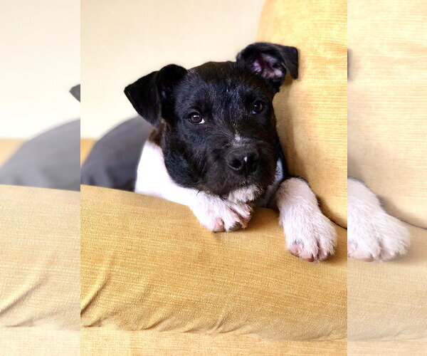 Medium Photo #15 American Staffordshire Terrier-Unknown Mix Puppy For Sale in Rosenberg, TX, USA