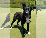Small #2 Catahoula Leopard Dog-Labrador Retriever Mix