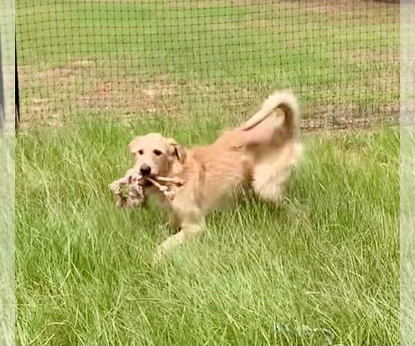 Medium Photo #2 Irish Terrier-Unknown Mix Puppy For Sale in Brewster, NY, USA