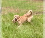 Small #1 Irish Terrier Mix