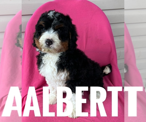 Medium Photo #3 Bernedoodle (Miniature) Puppy For Sale in BOWLING GREEN, KY, USA