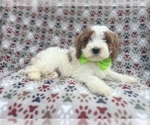 Small Cavapoo