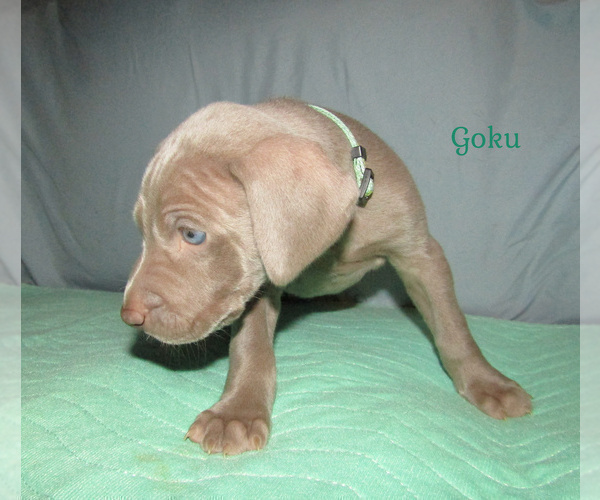 Medium Photo #3 Weimaraner Puppy For Sale in LAS ANIMAS, CO, USA