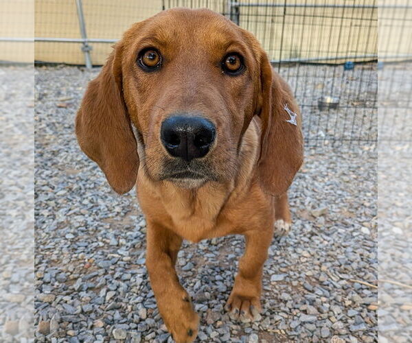 Medium Photo #1 Basset Hound-Unknown Mix Puppy For Sale in Vail, AZ, USA