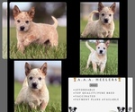 Small #4 Australian Cattle Dog
