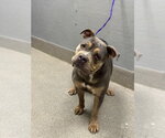 Small American Pit Bull Terrier Mix