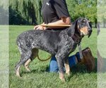 Small Photo #3 Bluetick Coonhound Puppy For Sale in Huntley, IL, USA