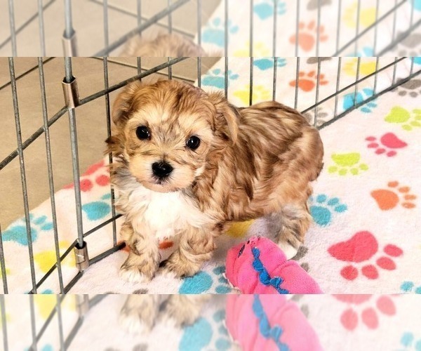 Medium Photo #9 Morkie Puppy For Sale in ORO VALLEY, AZ, USA