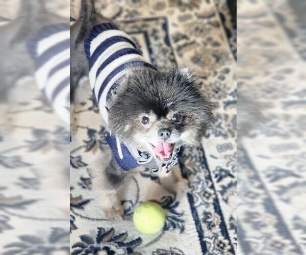 Medium Photo #4 Pomeranian Puppy For Sale in Seattle, WA, USA